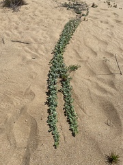 Vitex rotundifolia