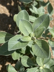 Vitex rotundifolia