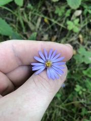 Symphyotrichum oolentangiense