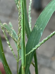 Digitaria ischaemum