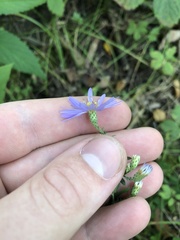 Symphyotrichum oolentangiense