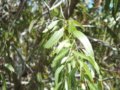 Salix caroliniana