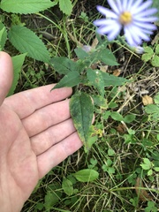 Symphyotrichum oolentangiense