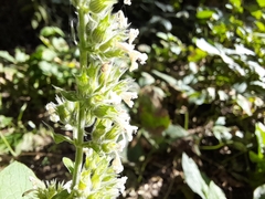 Nepeta cataria