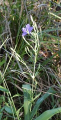 Ruellia nudiflora