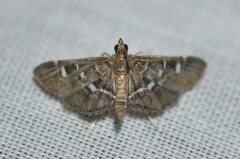Diathrausta reconditalis
