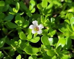 Bacopa monnieri