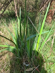 Dianella longifolia