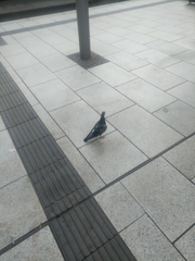 Columba livia domestica