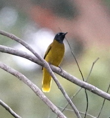 Brachypodius melanocephalos