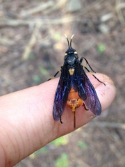 Urocerus cressoni