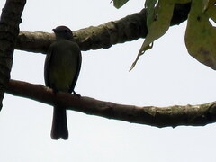 Elaenia