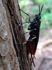 Urocerus cressoni