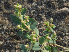 Euphorbia polycarpa