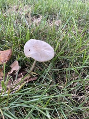 Cuphophyllus virgineus