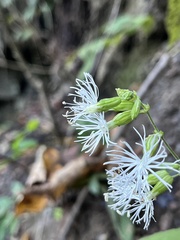 Silene ovata