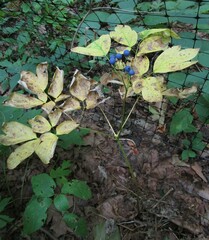 Caulophyllum thalictroides