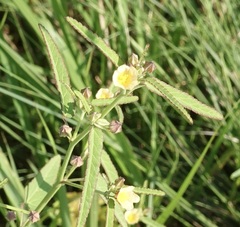 Sida spinosa