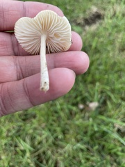 Cuphophyllus virgineus