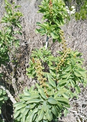 Anisomeria littoralis