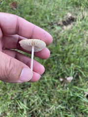 Cuphophyllus virgineus