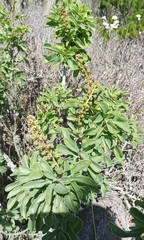 Anisomeria littoralis