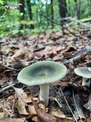 Russula crustosa