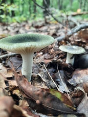 Russula crustosa