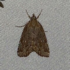 Cutina albopunctella