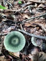 Russula crustosa