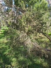 Melaleuca ericifolia