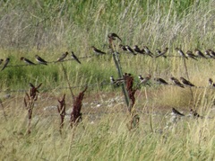 Petrochelidon pyrrhonota