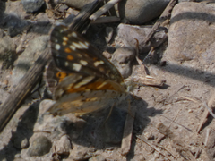 Phyciodes picta