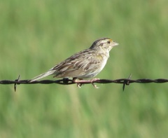 Ammodramus savannarum