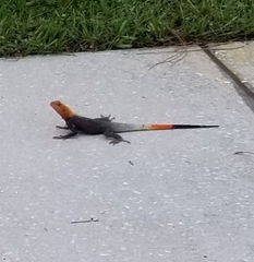 Agama picticauda