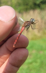 Sympetrum cordulegaster
