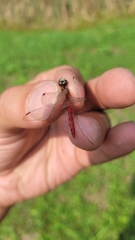 Sympetrum cordulegaster