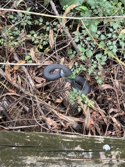 Nerodia fasciata pictiventris