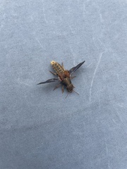 Platydracus maculosus