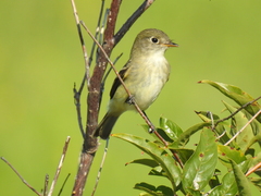 Empidonax minimus