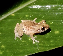 Raorchestes anili