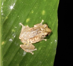 Raorchestes anili