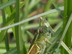 Melanoplus thomasi