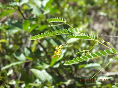 Sesbania vesicaria