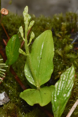 Neottia banksiana