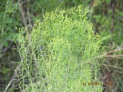 Euthamia caroliniana