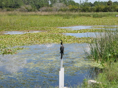 Anhinga anhinga leucogaster