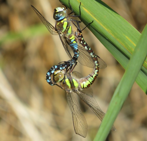 Migrant Hawker