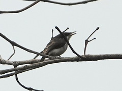 Hemipus hirundinaceus