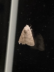 Caradrina clavipalpis